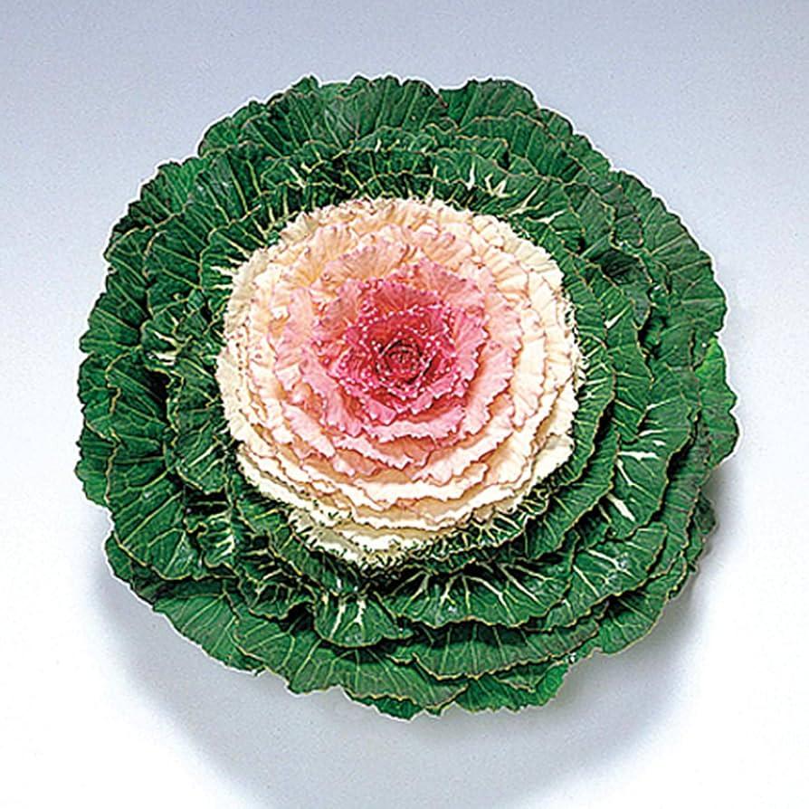 Cabbage 'pigeon White' - View 32 from www redcrocus com