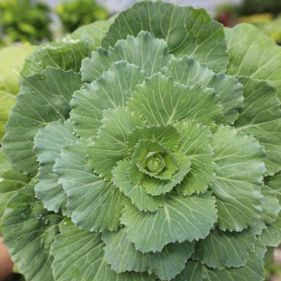 Cabbage 'pigeon White' - View 36 from www redcrocus com