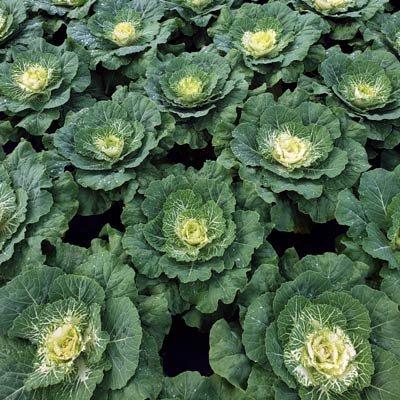 Cabbage 'pigeon White' - View 9 from www redcrocus com
