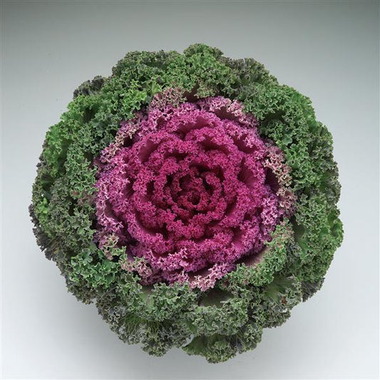Kale 'kamome Red' - View 1 from www redcrocus com
