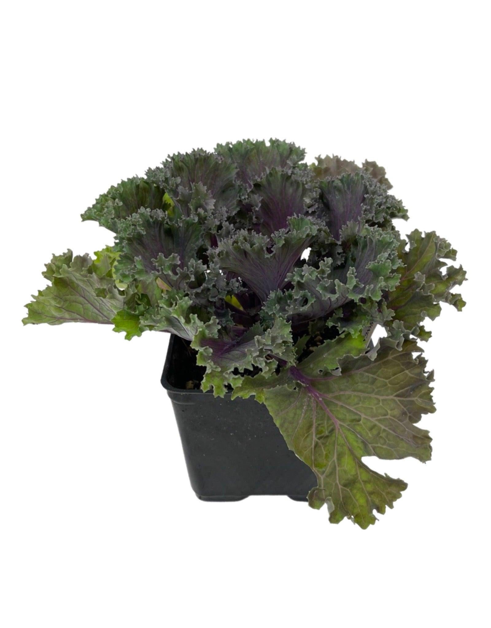 Kale 'kamome Red' - View 26 from www redcrocus com