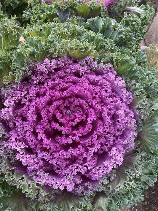Kale 'kamome Pink' - View 1 from www redcrocus com
