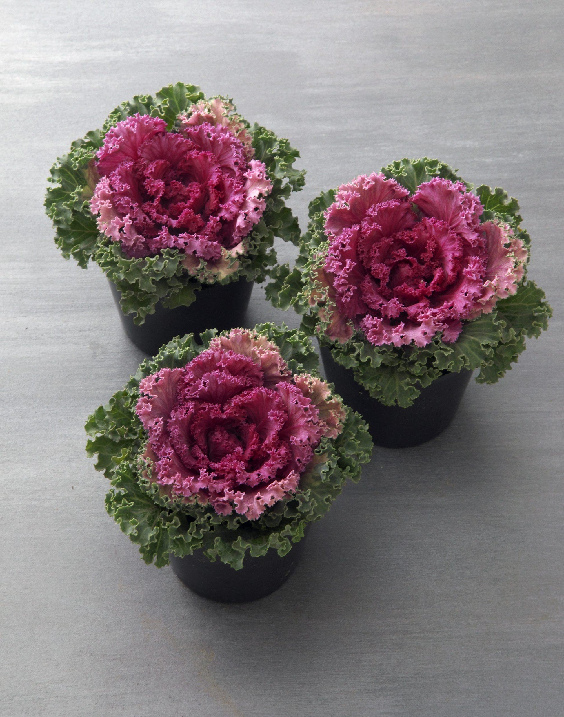 Kale 'kamome Pink' - View 27 from www redcrocus com