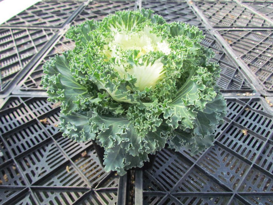 Kale 'kamome White' - View 1 from www redcrocus com