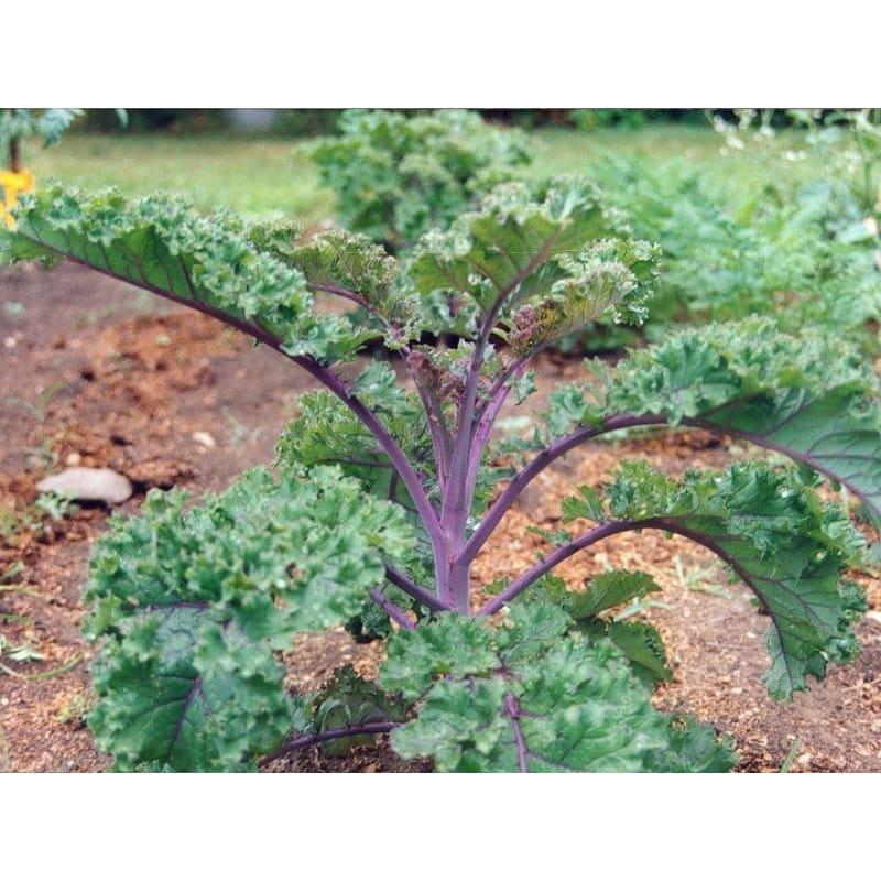 Kale 'redbor' - View 10 from www redcrocus com