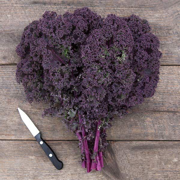 Kale 'redbor' - View 11 from www redcrocus com