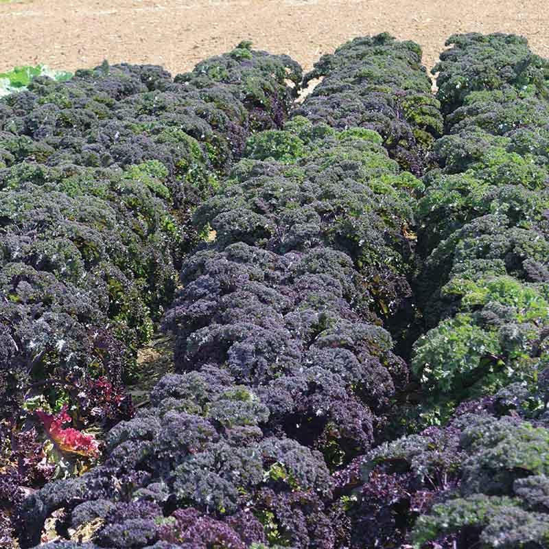 Kale 'redbor' - View 26 from www redcrocus com