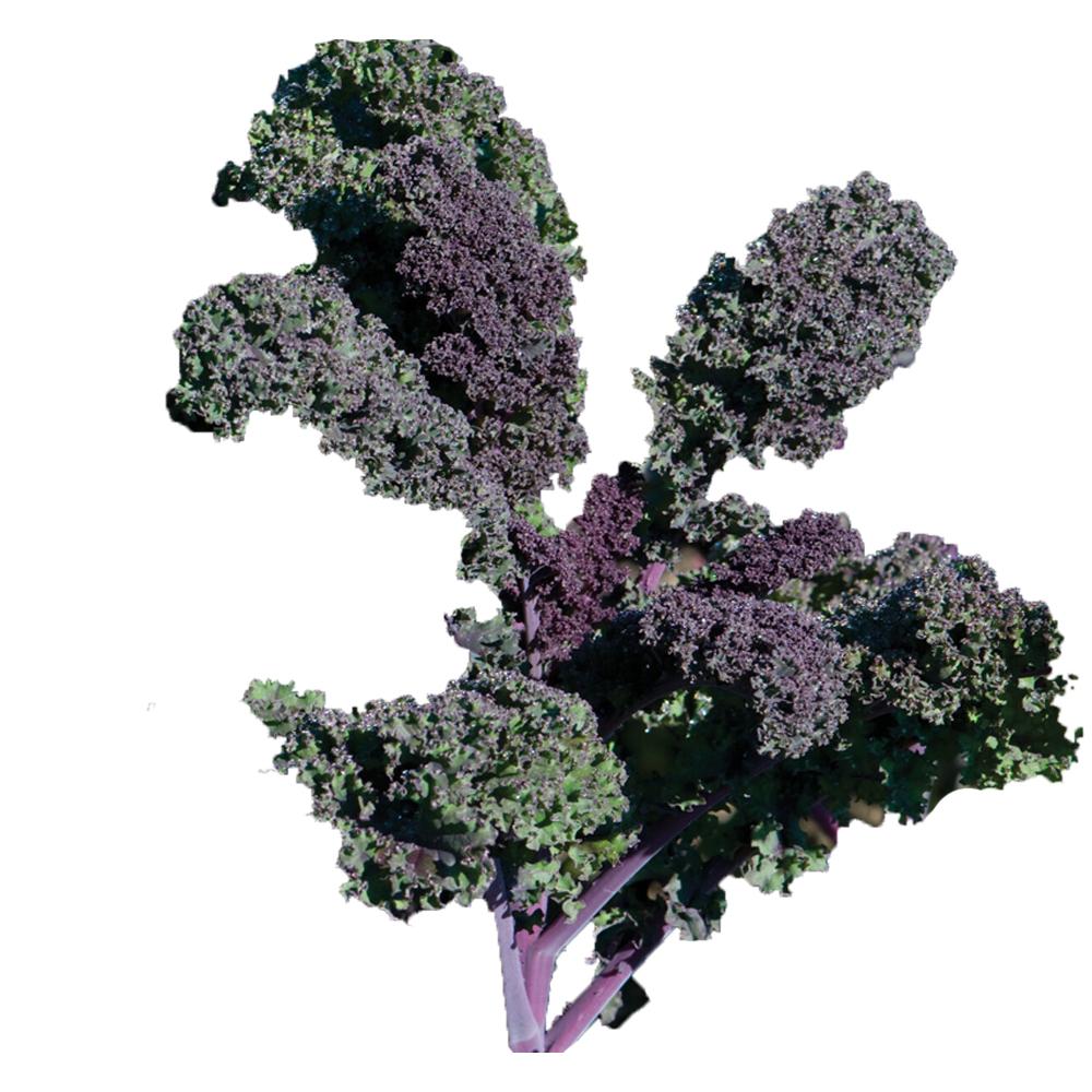 Kale 'redbor' - View 27 from www redcrocus com