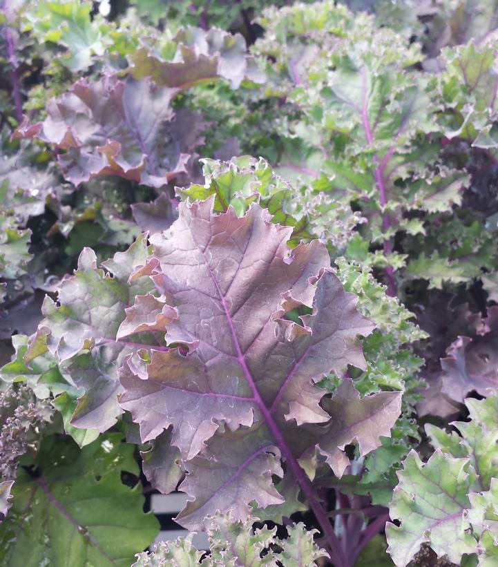 Kale 'redbor' - View 30 from www redcrocus com