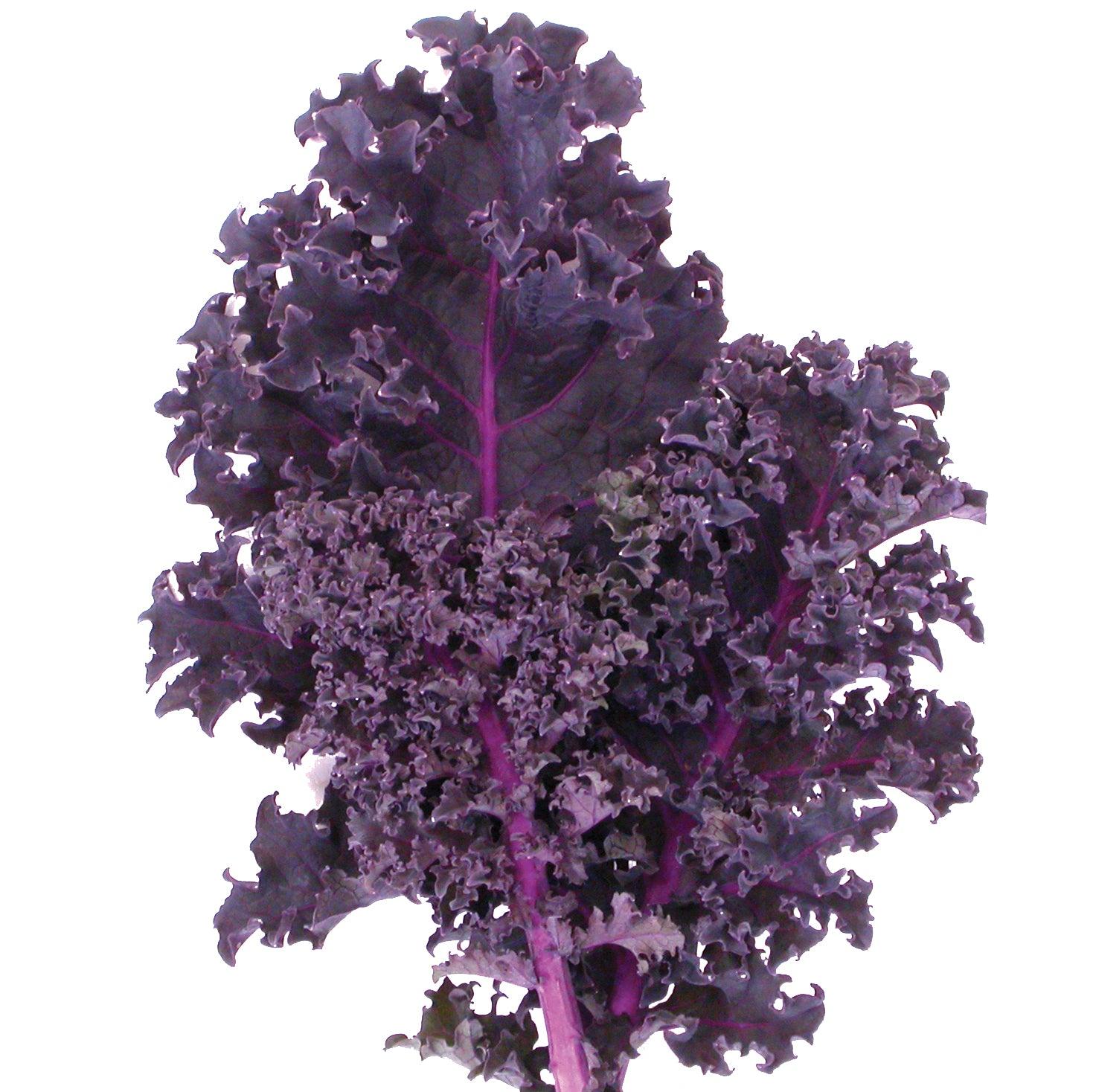 Kale 'redbor' - View 9 from www redcrocus com