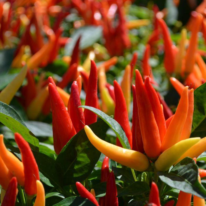 Pepper, Ornamental 'chilly Chili' - View 14 from www redcrocus com