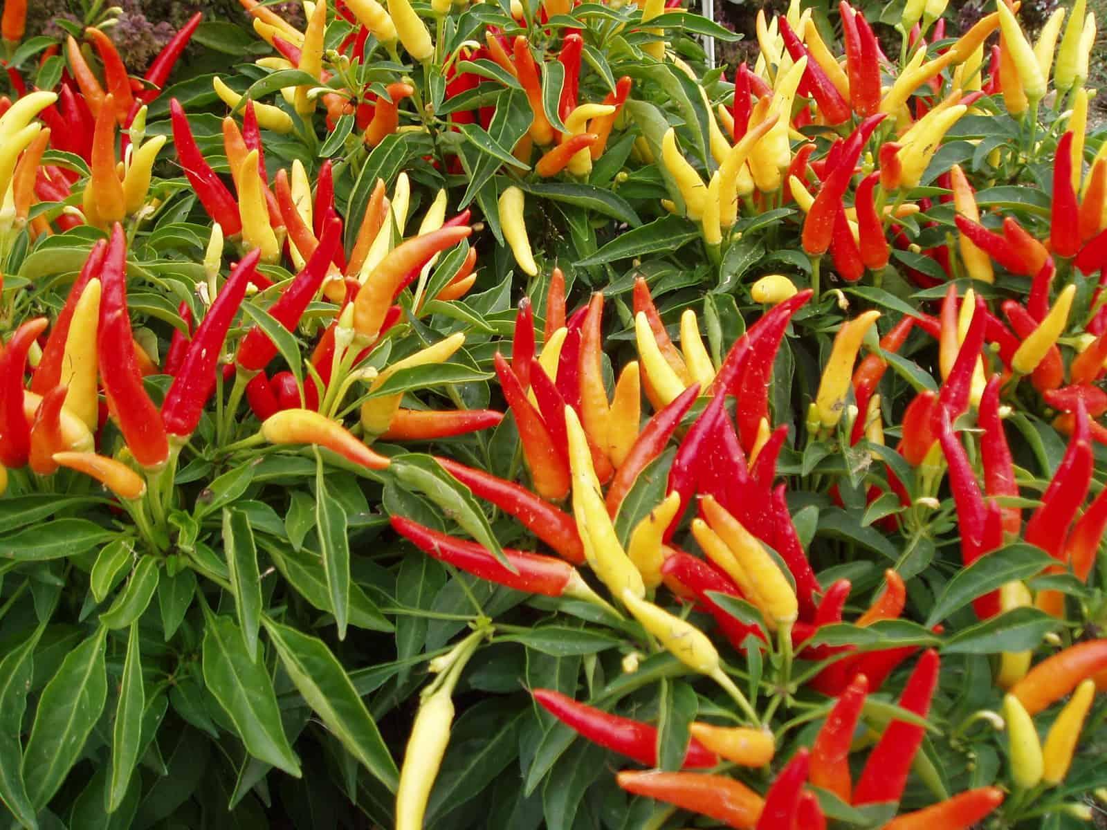 Pepper, Ornamental 'chilly Chili' - View 1 from www redcrocus com