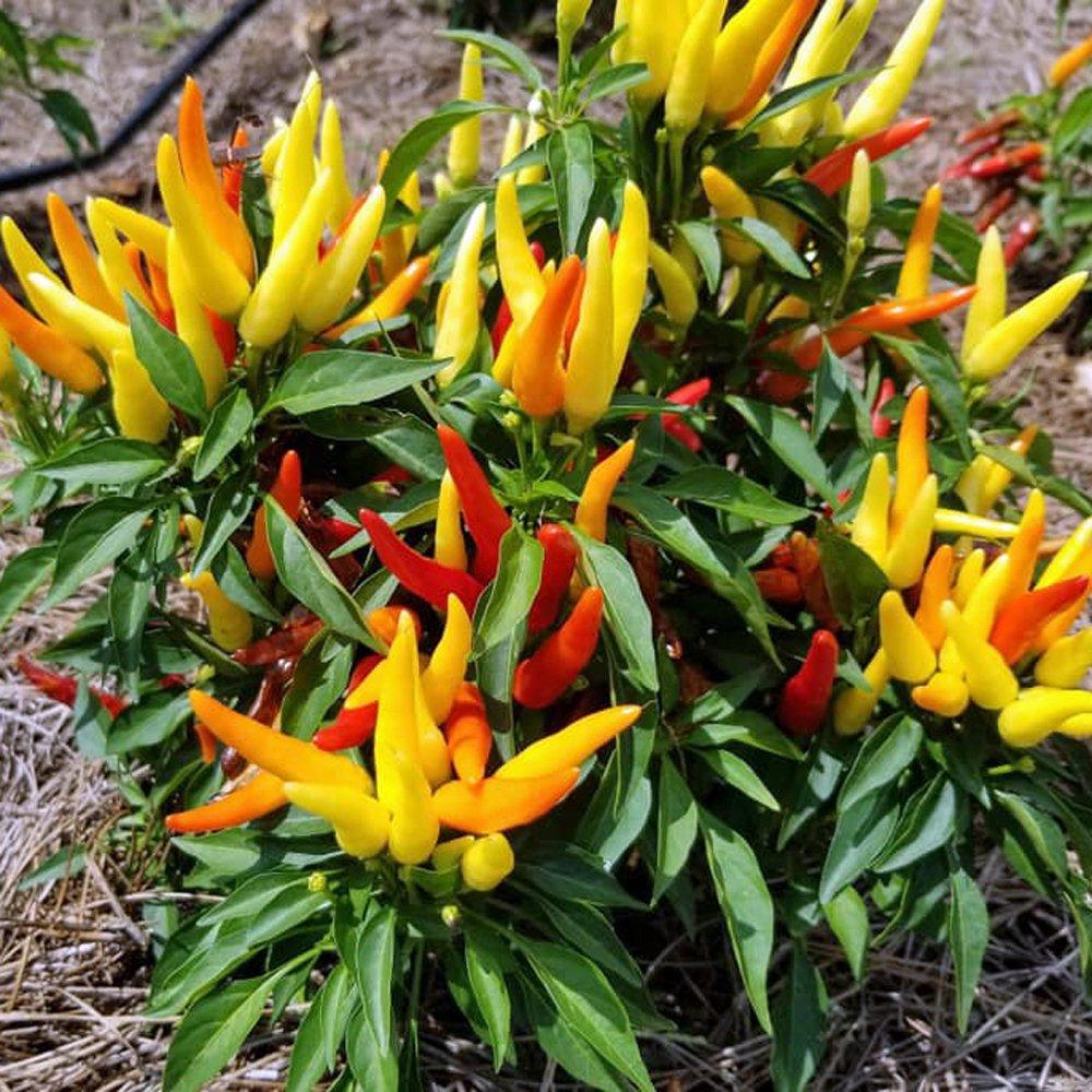 Pepper, Ornamental 'chilly Chili' - View 7 from www redcrocus com