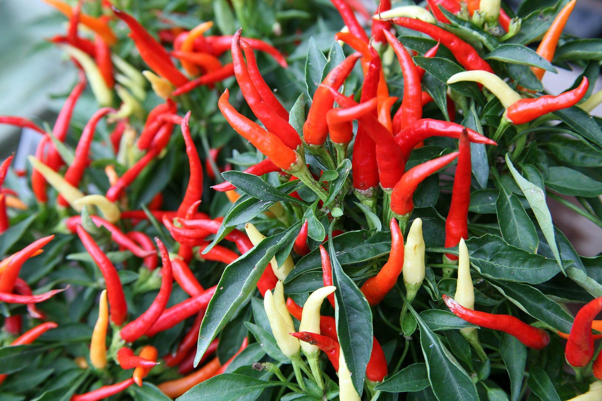 Pepper, Ornamental 'medusa' - View 14 from www redcrocus com