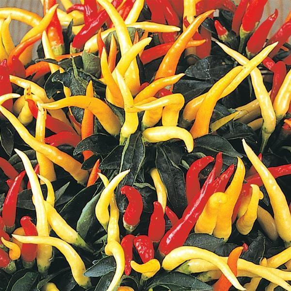 Pepper, Ornamental 'medusa' - View 18 from www redcrocus com