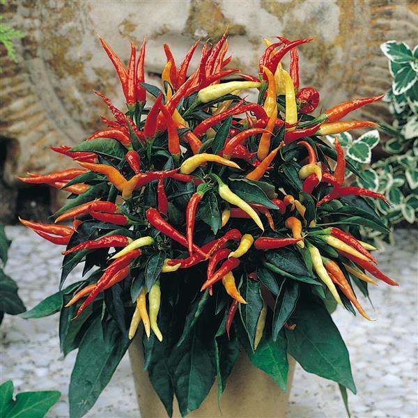 Pepper, Ornamental 'medusa' - View 19 from www redcrocus com