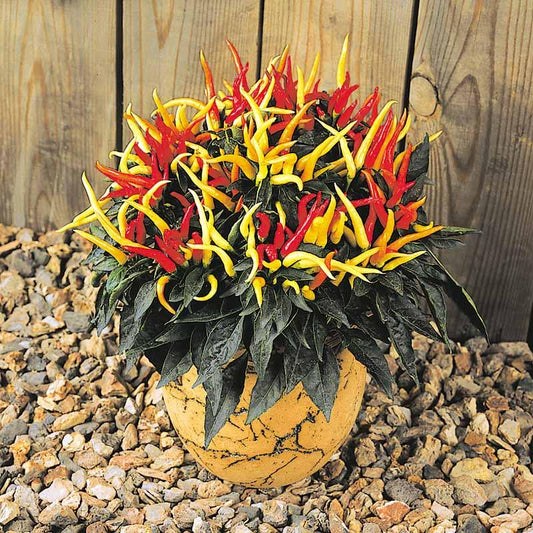 Pepper, Ornamental 'medusa' - View 1 from www redcrocus com
