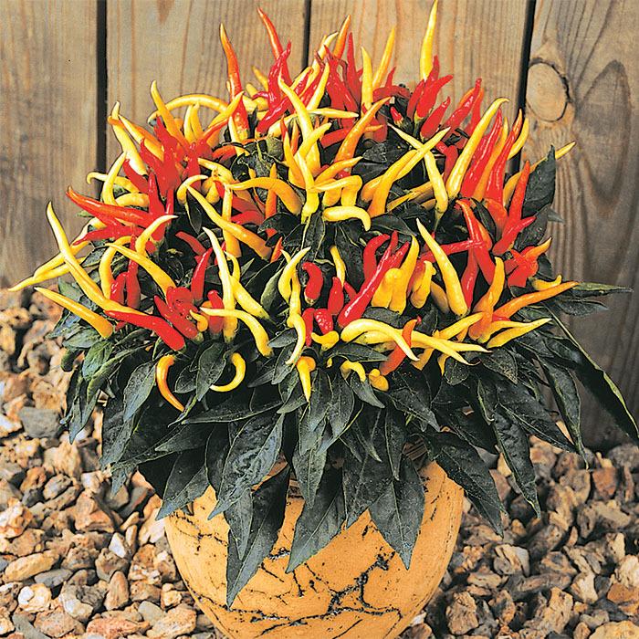 Pepper, Ornamental 'medusa' - View 20 from www redcrocus com