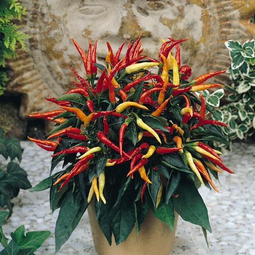 Pepper, Ornamental 'medusa' - View 21 from www redcrocus com