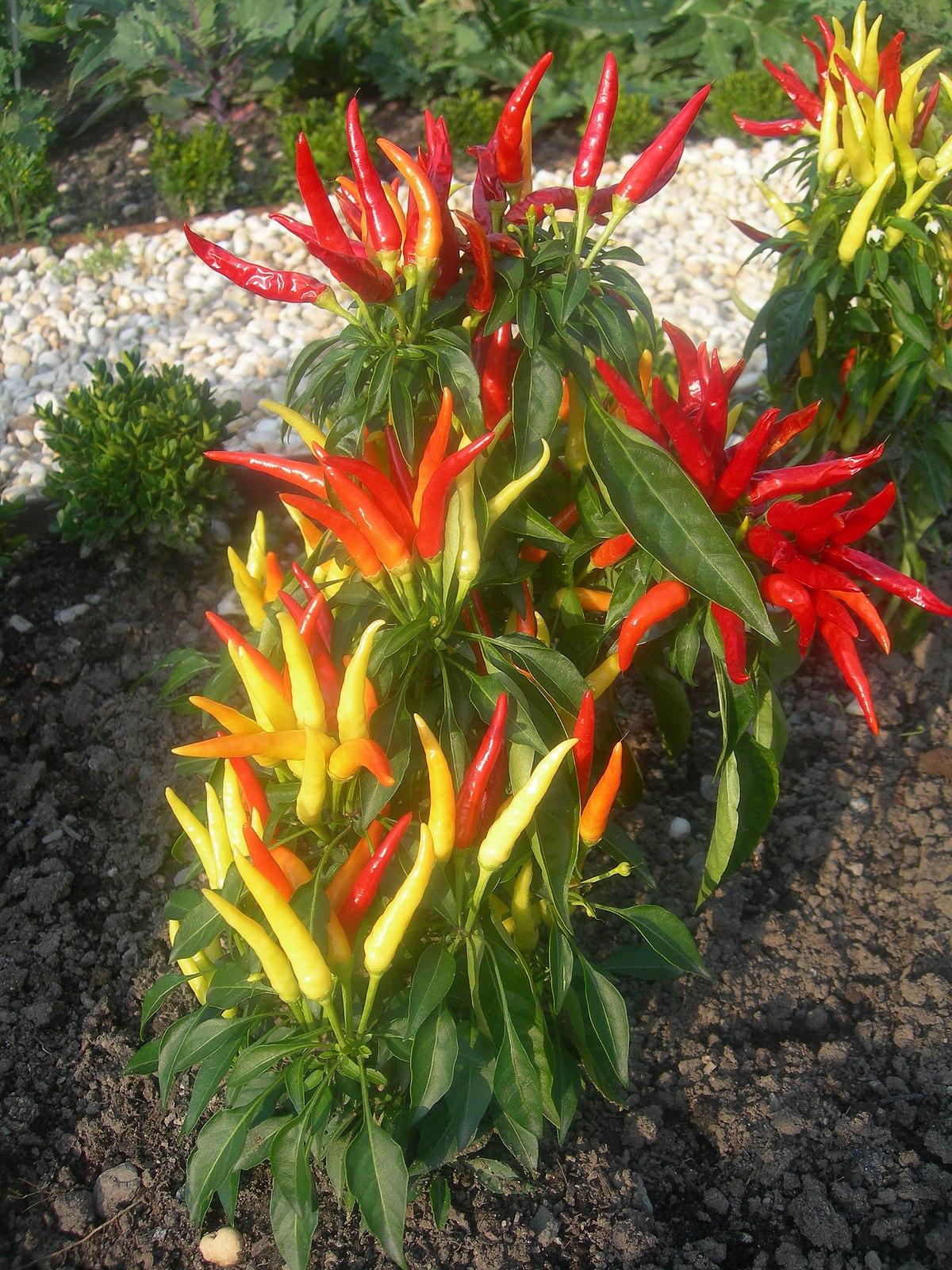 Pepper, Ornamental 'medusa' - View 22 from www redcrocus com
