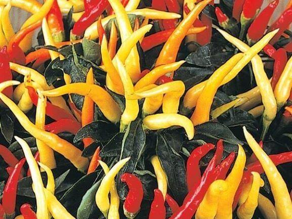 Pepper, Ornamental 'medusa' - View 29 from www redcrocus com