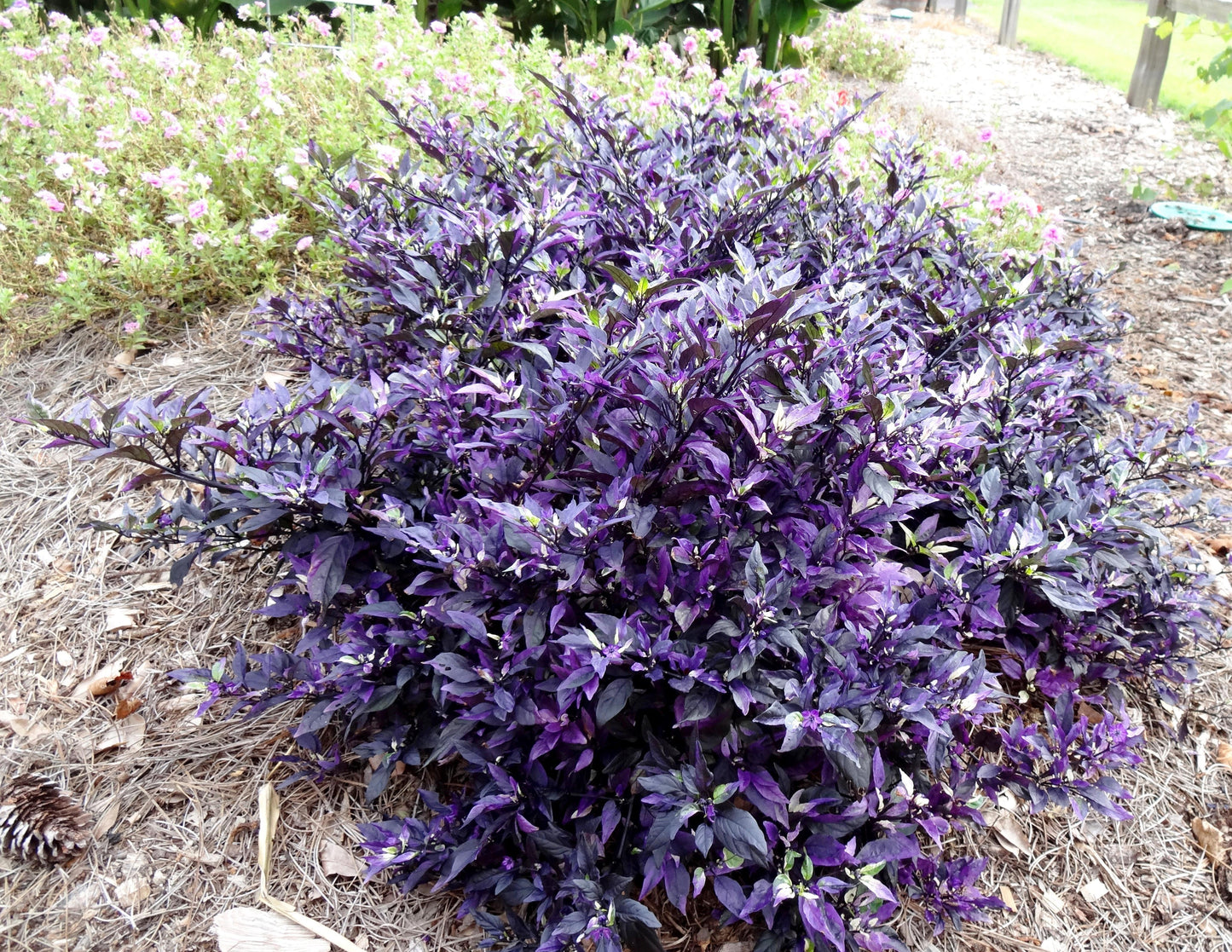 Pepper, Ornamental 'medusa' - View 34 from www redcrocus com