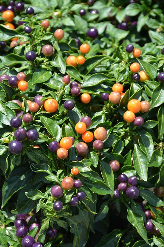 Pepper, Ornamental 'medusa' - View 35 from www redcrocus com