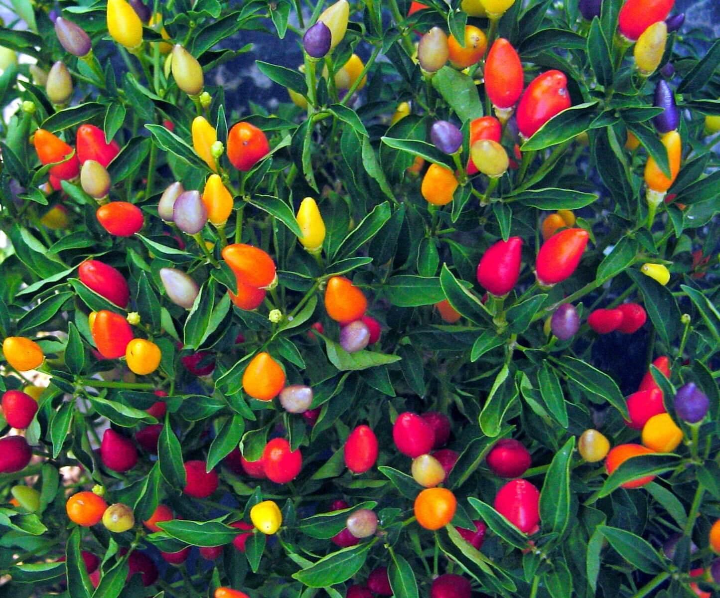 Pepper, Ornamental 'medusa' - View 36 from www redcrocus com