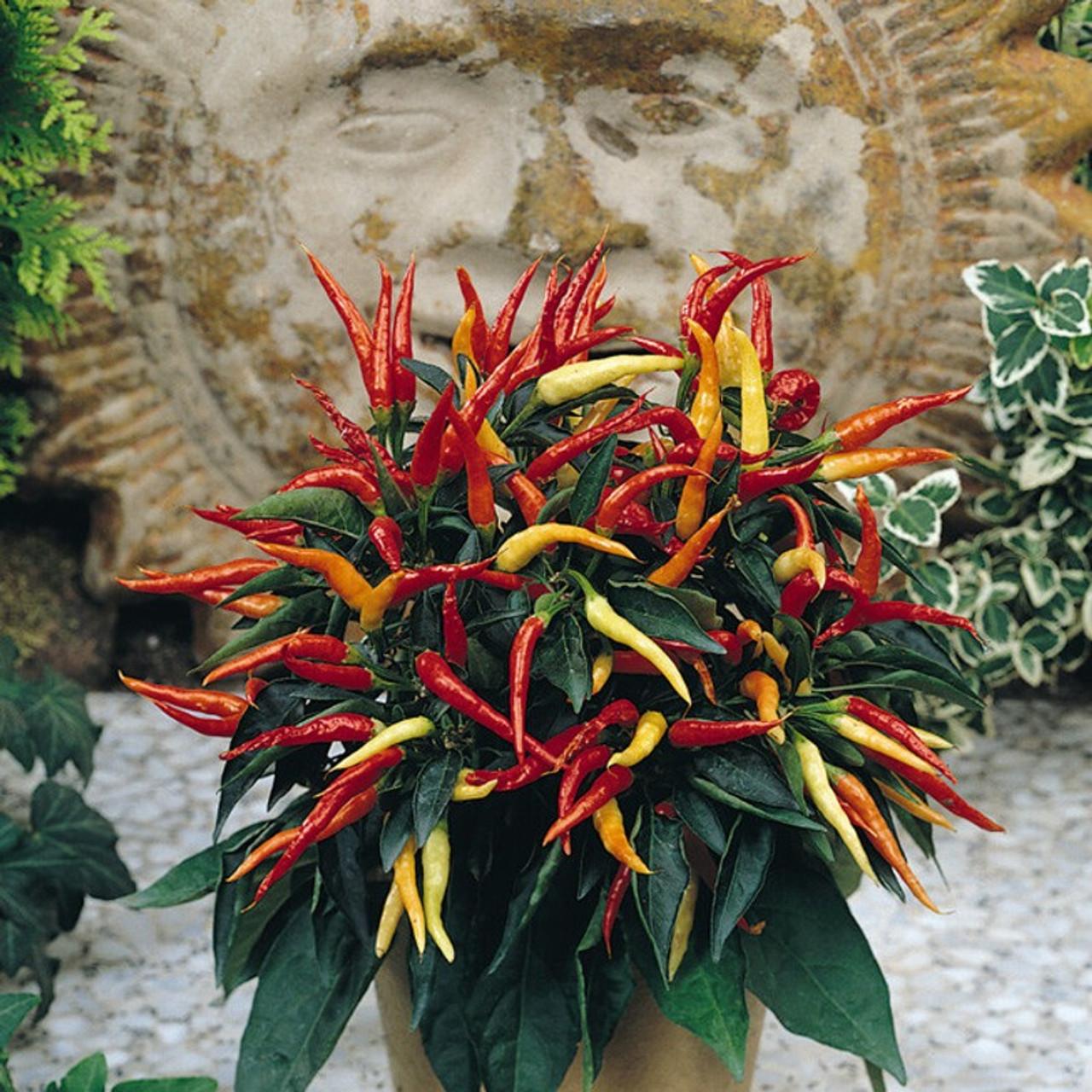 Pepper, Ornamental 'medusa' - View 37 from www redcrocus com