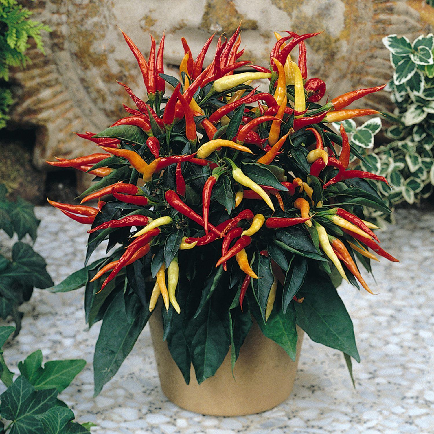 Pepper, Ornamental 'medusa' - View 3 from www redcrocus com