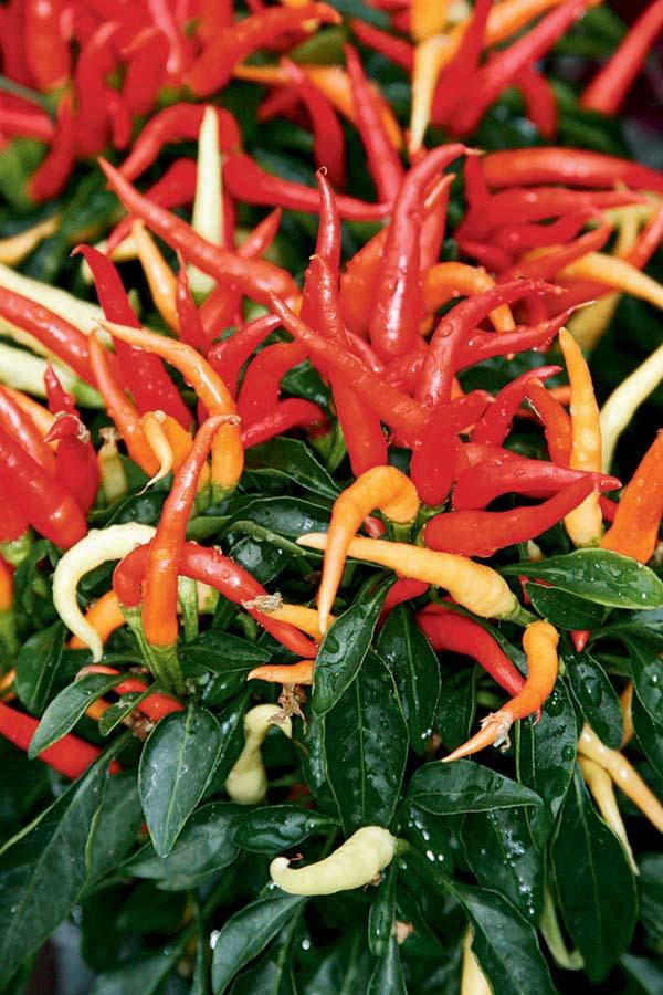 Pepper, Ornamental 'medusa' - View 7 from www redcrocus com