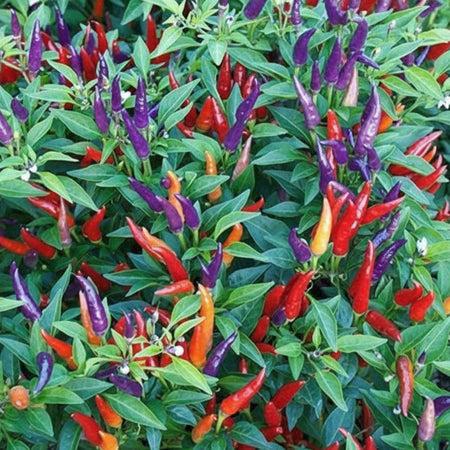 Pepper, Ornamental 'sangria' - View 20 from www redcrocus com