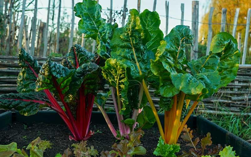 Swiss Chard 'bright Lights Mix' - View 10 from www redcrocus com