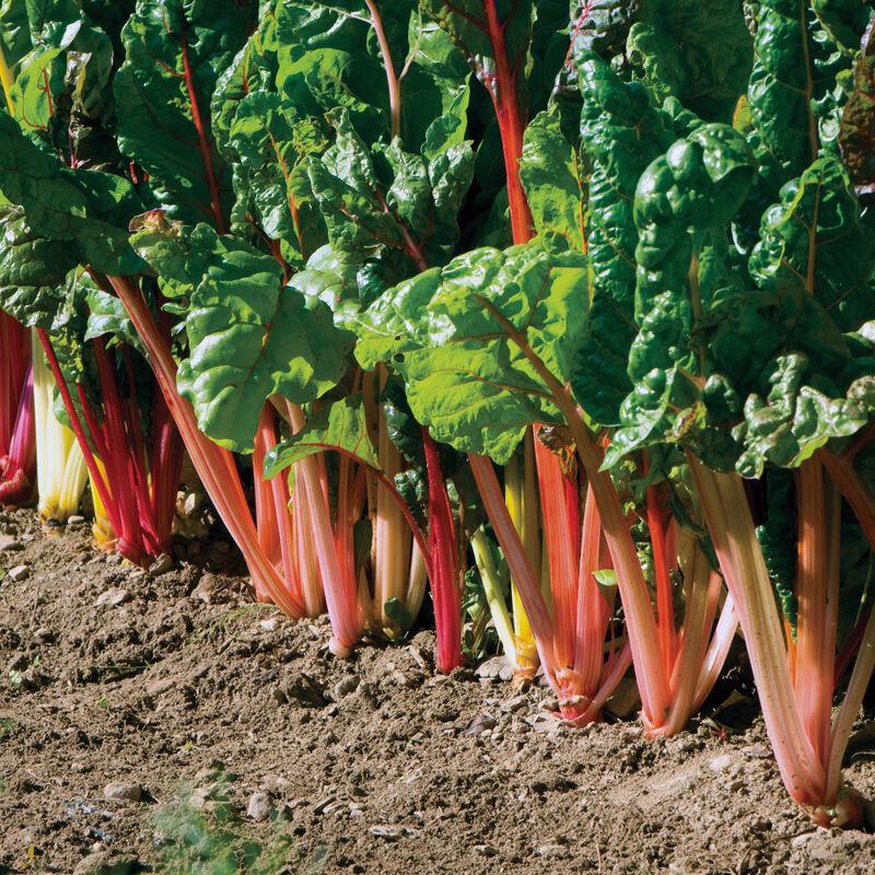 Swiss Chard 'bright Lights Mix' - View 12 from www redcrocus com