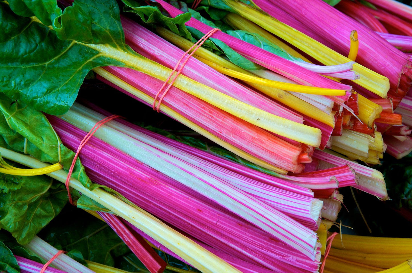 Swiss Chard 'bright Lights Mix' - View 14 from www redcrocus com