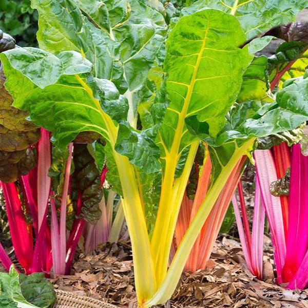 Swiss Chard 'bright Lights Mix' - View 18 from www redcrocus com