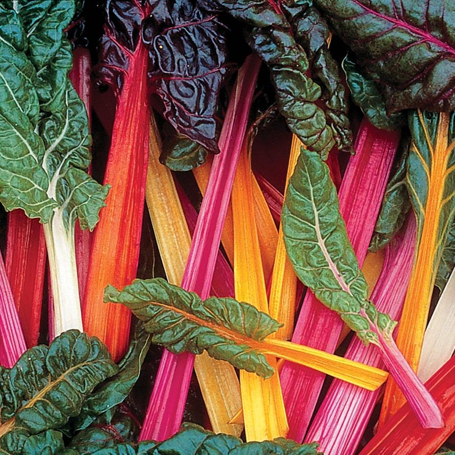 Swiss Chard 'bright Lights Mix' - View 4 from www redcrocus com