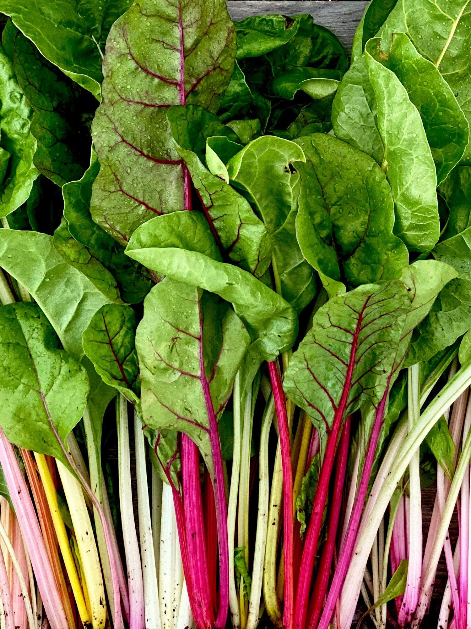 Swiss Chard 'bright Lights Mix' - View 5 from www redcrocus com