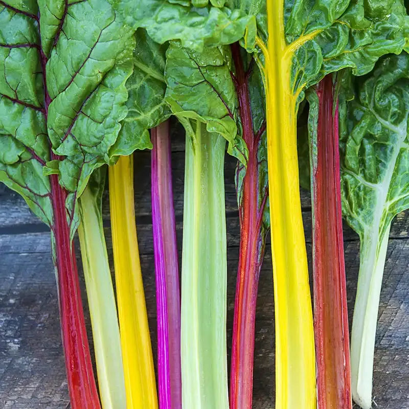 Swiss Chard 'bright Lights Mix' - View 8 from www redcrocus com