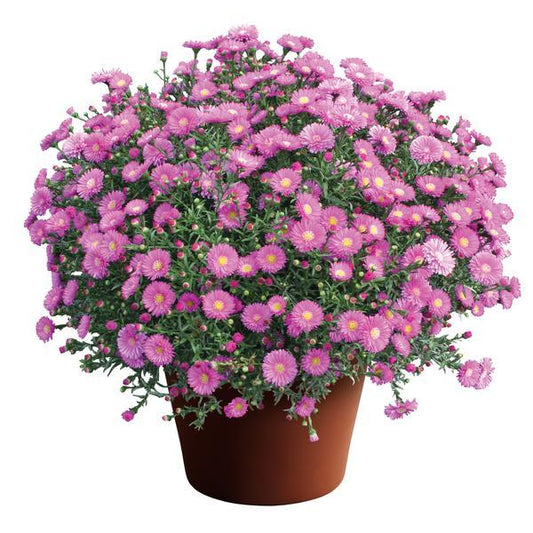 Aster Novi Belgii 'magic Pink' - View 1 from www redcrocus com