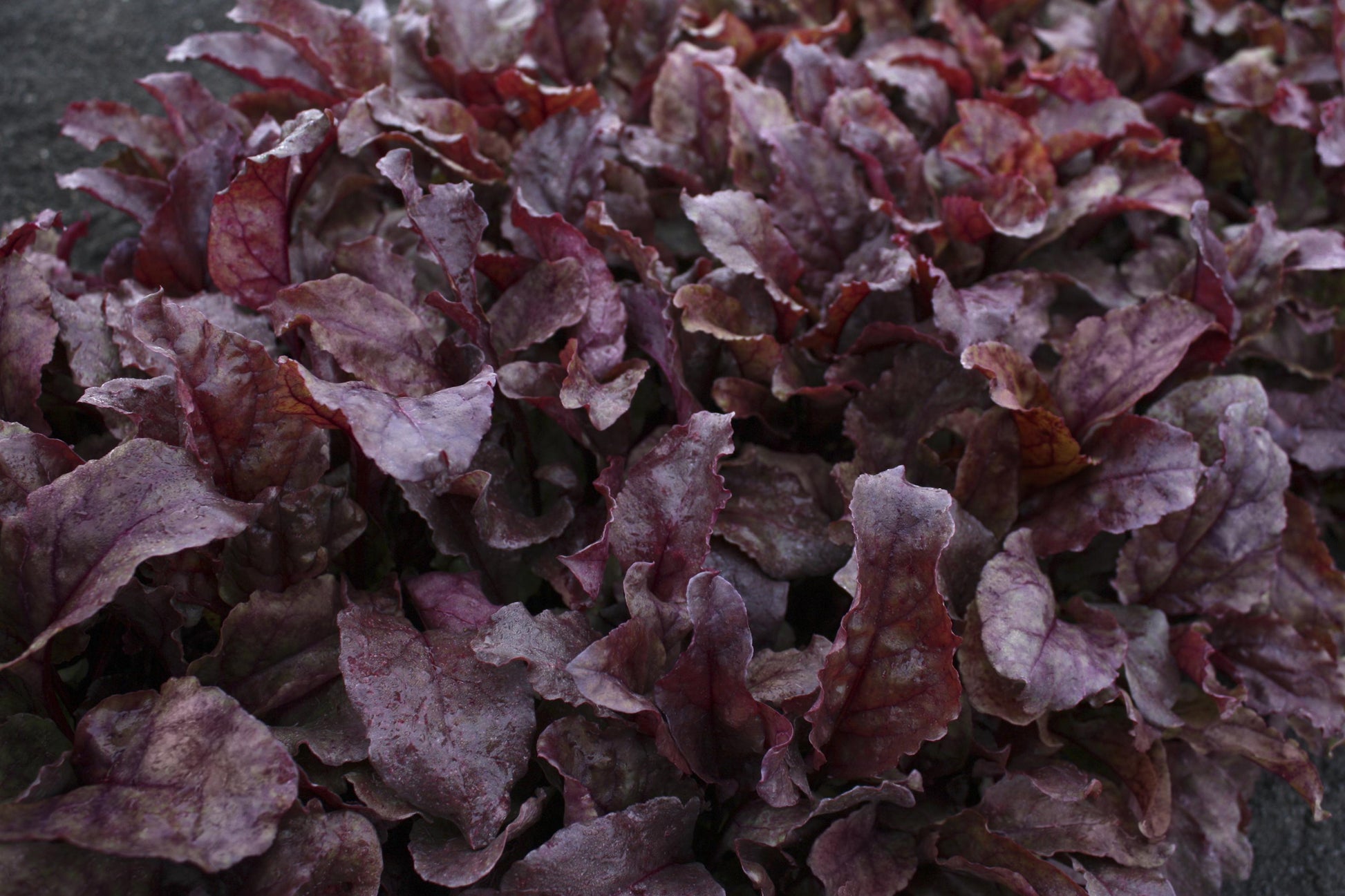 Beet 'bull's Blood' - View 19 from www redcrocus com