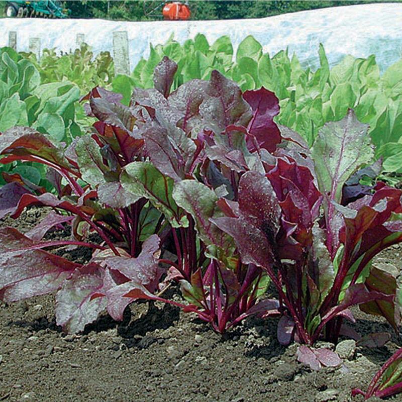 Beet 'bull's Blood' - View 4 from www redcrocus com
