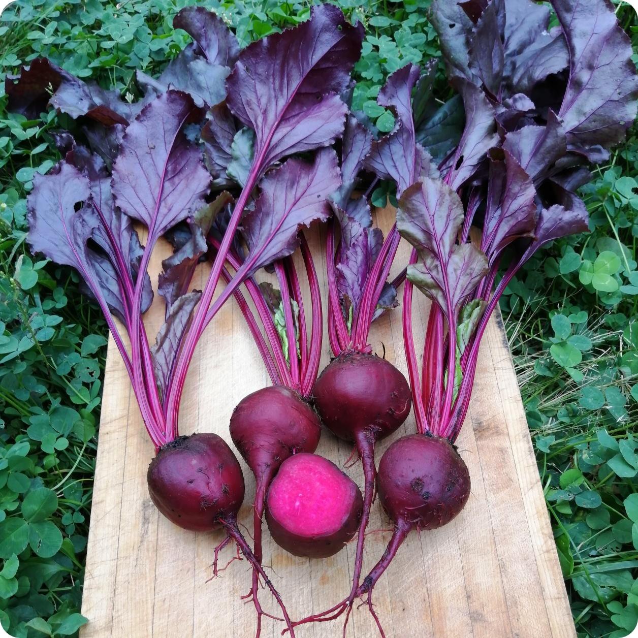 Beet 'bull's Blood' - View 8 from www redcrocus com