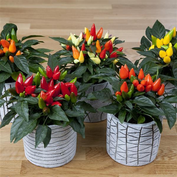 Pepper, Ornamental 'salsa Yellow' - View 11 from www redcrocus com
