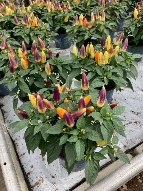 Pepper, Ornamental 'salsa Yellow' - View 18 from www redcrocus com
