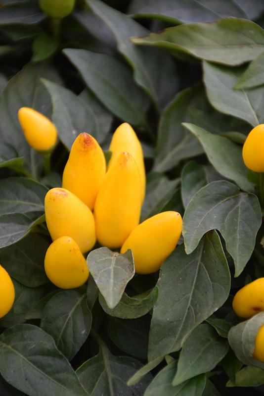Pepper, Ornamental 'salsa Yellow' - View 1 from www redcrocus com