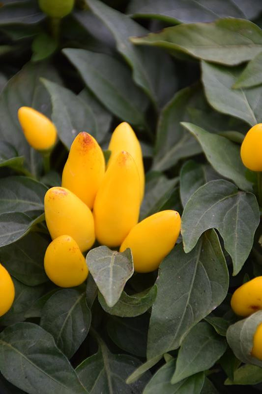 Pepper, Ornamental 'salsa Yellow' - View 1 from www redcrocus com