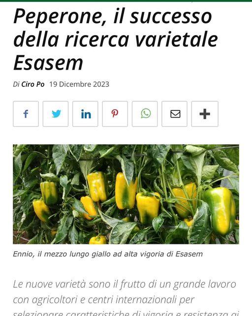 Pepper, Ornamental 'salsa Yellow' - View 20 from www redcrocus com