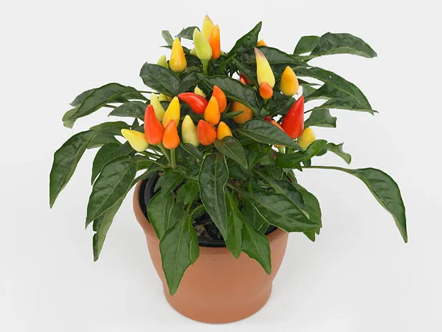 Pepper, Ornamental 'salsa Yellow' - View 22 from www redcrocus com