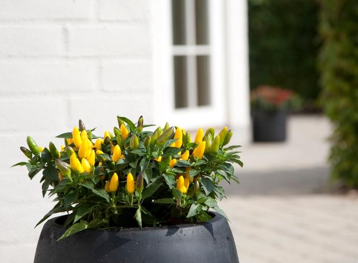 Pepper, Ornamental 'salsa Yellow' - View 23 from www redcrocus com
